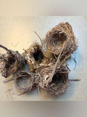 Small Natural Bird Nests - set of 5 abandoned twig taxidermy nature decor